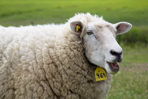 Herd Sheep Graze Farm — Stock Photo, Image