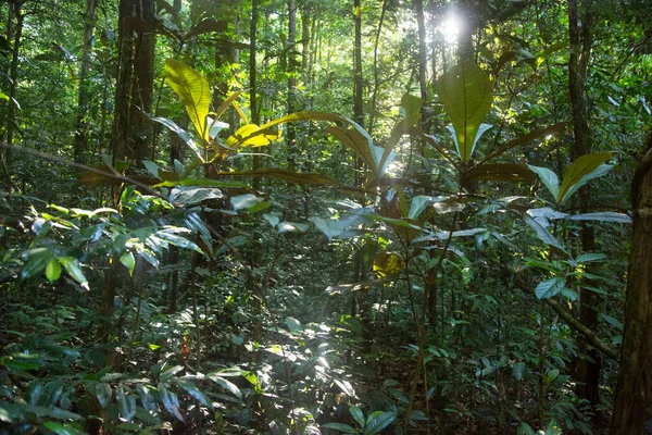 Verdure Tropicale Luxuriante Dans Forêt Jungle — Photo
