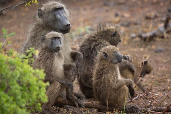Vahşi ortamda şirin babunlar.