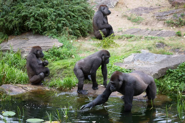 動物園にいるサルたちは — ストック写真