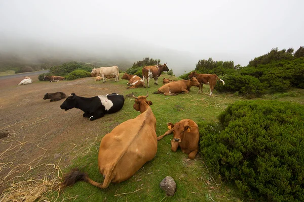 Vacas Pastando Nas Montanhas — Fotografia de Stock