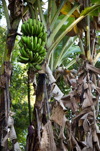 바나나 나무가 자라고 — 스톡 사진