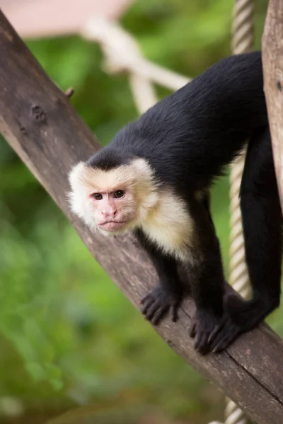 Gros Plan Bébé Singe Mignon — Photo