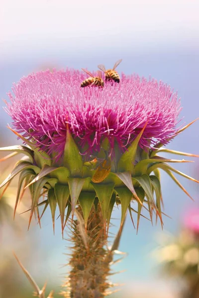 Saint Marys Thisle Silybum Marianum Volle Bloei Met Bijen Die — Stockfoto