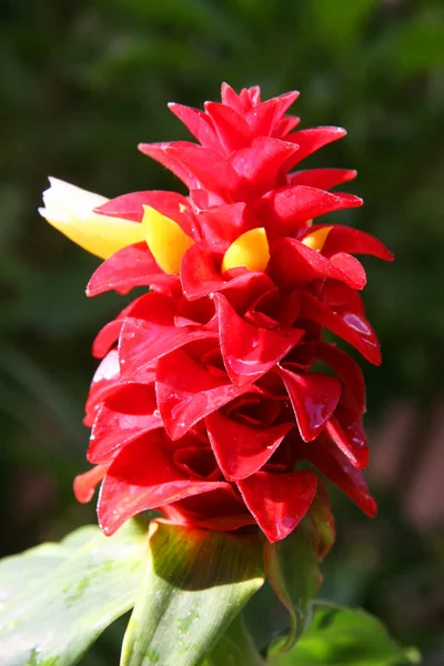 Perto Uma Flor Vermelha — Fotografia de Stock
