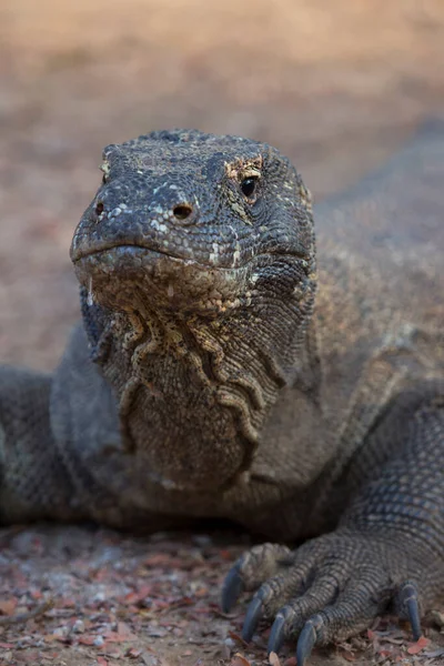 Komodo Ejderhasının Doğal Ortamdaki Yakın Çekimi — Stok fotoğraf