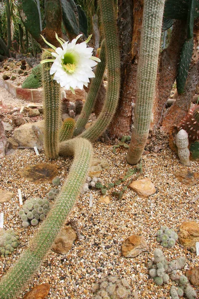 白と黄色の花で美しい開花サボテン — ストック写真