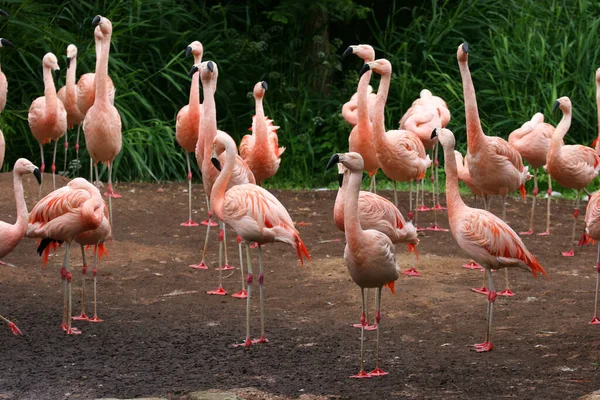 Herde Von Flamingos Park — Stockfoto