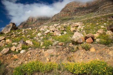 Güney Afrika 'nın Karoo çölündeki bir dağ geçidinde tipik aşınmış kaya oluşumu.