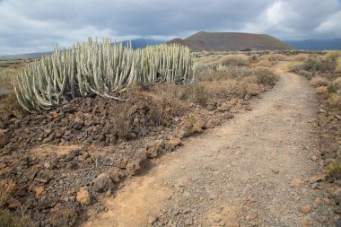 Volkan vadisi bitkileriyle volkanik manzara