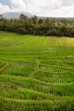 Çeltik tarlaları ya da pirinç bitkilerinin yetiştiği Sawa arazisi