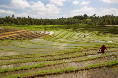Terasta çalışan insanlar pirinç tarlaları, sawa 