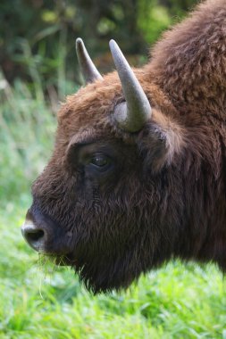 Bilge ya da Avrupalı bizon, bizon bonasus yeşil bir çayırda orman kenarında yürüyor.
