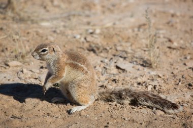 Cape toprak sincabı Xerus inauris kolonisi yemek yiyor ve tehlike için nöbet tutuyor.