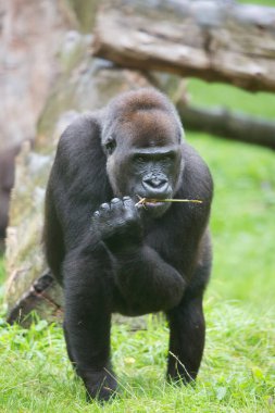 Batı ova gorili, açık ormanın yakınındaki çim tarlasında yürüyor.