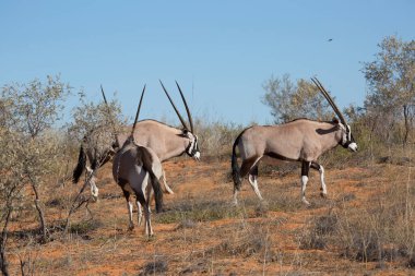 Gemsbok sürüsü ya da Güney Afrika antilobu, Afrika antilobu ceylanı Kalahari çölündeki kuru otların arasında yürüyor ve otluyor.