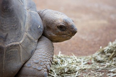 Dev kaplumbağanın yakın görüntüsü