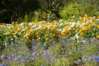 Çayırda açan güzel çiçekler
