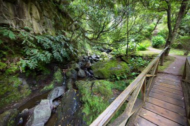 Ormanda ahşap köprü 