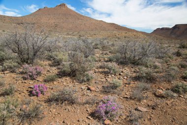 Muhteşem dağları olan güzel bir manzara.