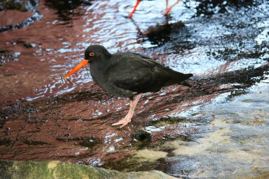 Bir kuş yerde oturuyor.