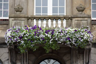 Bahçedeki güzel çiçekler