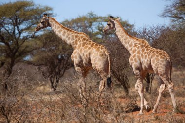 Güney Afrika ya da Cape zürafası, Züraffa camelopardalis, ağaçların tepesinden otlamak için savanada yürüyorlar.