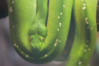 Morelia viridis. Ağaçtaki yeşil yılan