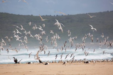Daha büyük ibikli kırlangıçlar sürüsü
