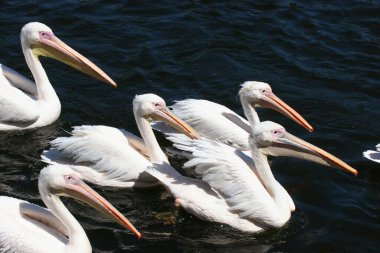 Nehir üzerindeki pelikanlar (Pelecanus onocrotalus)