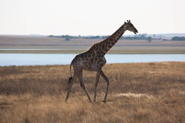 Vahşi yaşam, Afrika 'daki zürafa manzarası