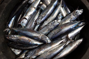 Kovalar dolusu taze balık satılığa çıktı ve açık havada ana caddenin yakınında sergilendi.