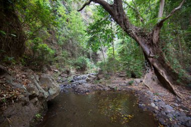 Ormanın güzel manzarası