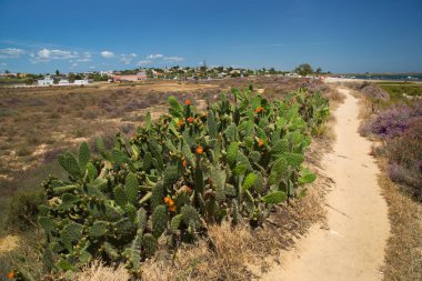 Kum yolu boyunca büyüyen büyük bir kıyı dikenli armut kaktüs grubu