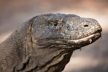 Komodo ejderhasının doğal ortamdaki yakın çekimi.