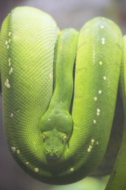 Morelia viridis. Ağaçtaki yeşil yılan