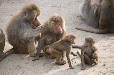 Hamadryas babun ailesi, papio hamedryas, birlikte oturup birbirlerini tımar ediyorlar.