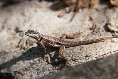 Kertenkelenin parlak güneş ışığında yakın çekimi