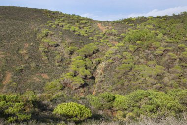 güzel yeşil tepelerin görünümünü