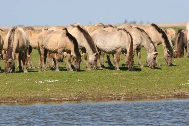 Nehir kenarındaki vahşi atların güzel manzarası