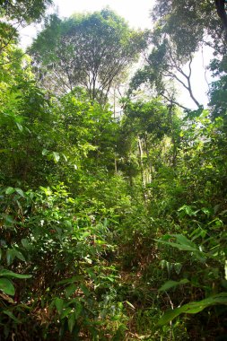 Güzel tropikal orman, orman yeşilliği