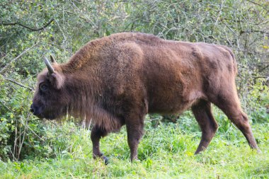 Bilge ya da Avrupalı bizon, bizon bonasus yeşil bir çayırda orman kenarında yürüyor.