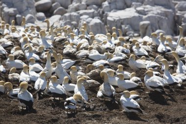 Sahildeki doğal yaşam alanındaki deniz kuşları sürüsü.