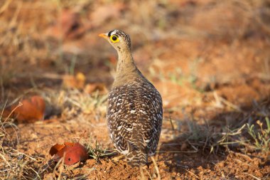 Çimenlikteki güzel bir kuşun yakın plan çekimi.