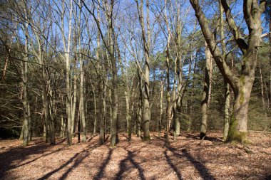 Ağaçlar ve ormanlarla dolu güzel bir manzara.