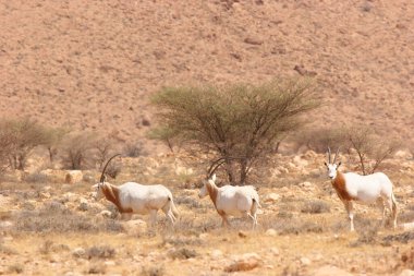 Palamut boynuzlu antilop sürüsü, Oryx dammah, Sahra Çölü 'ndeki korkunç önlüklerin arasında yürüyorlar.