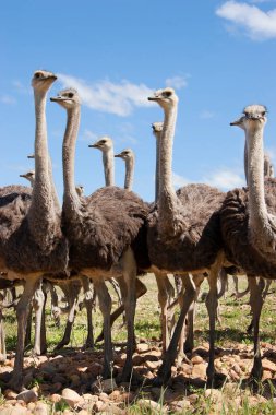Bir grup genç devekuşu, Struth Camelus açık düzlüklerde birlikte yürüyorlar.