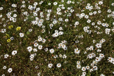 Bahçede beyaz çiçekler