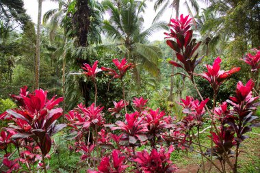 Parlak mor renkli tropikal orman ya da ev bitkisi kordon hattı terminali orman yürüyüş yolu boyunca ekilir.