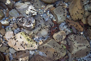 Taşların ve kayaların doku